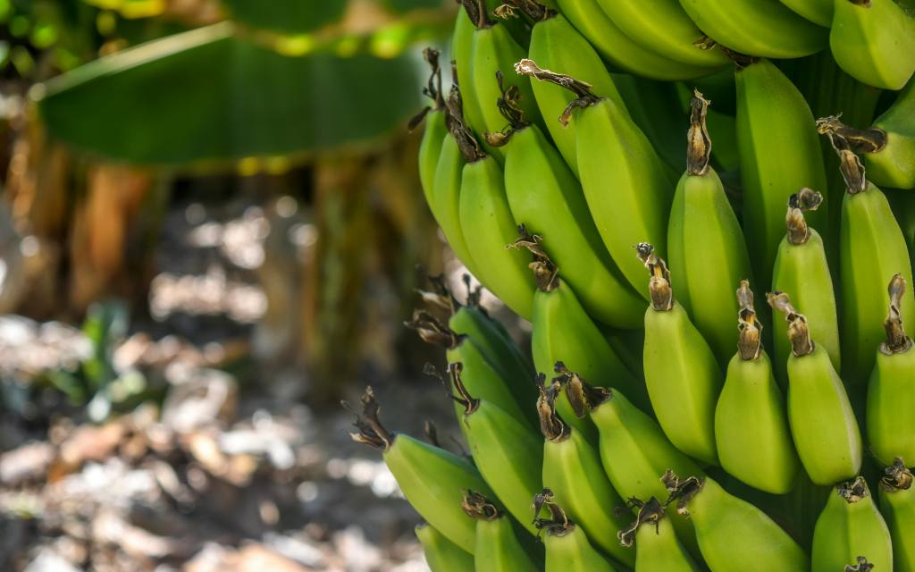 Bananas