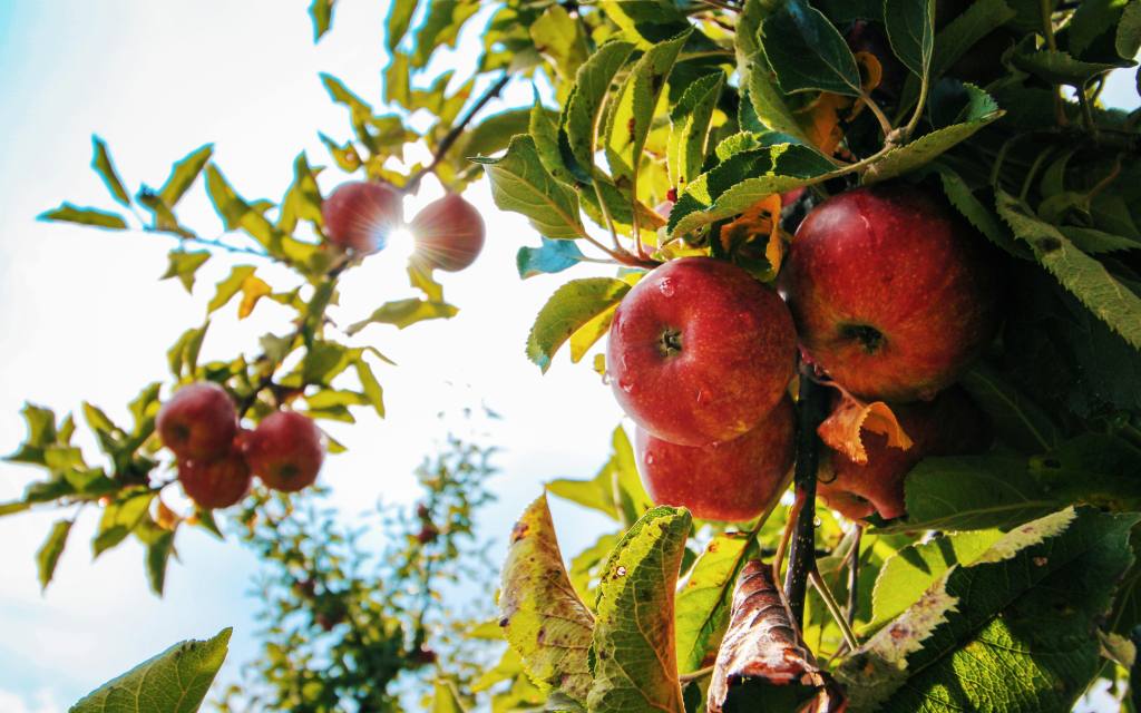 Manzanas
